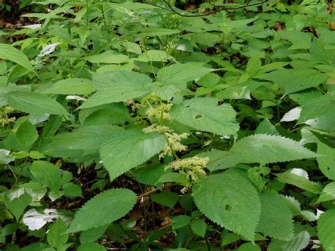 Wood Nettle Laportea Canadensis Western Carolina Botanical Club