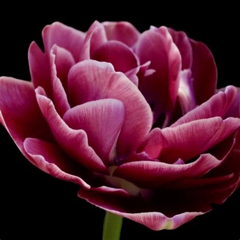 Tulip Dream Touch, 7 stk – Dr Blomster