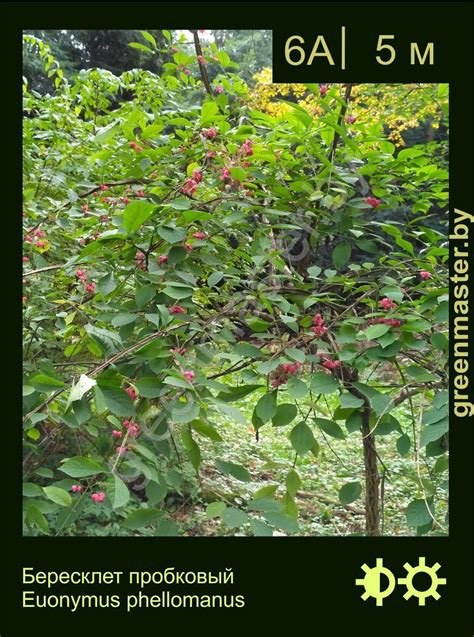 Бересклет, Euonymus, бересклет крылатый, бересклет европейский ...