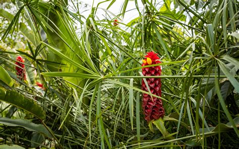 Download wallpaper 2560x1600 ginger, flower, inflorescence, herb