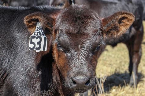 Black Angus Calf Photograph By Bill Kesler Fine Art America