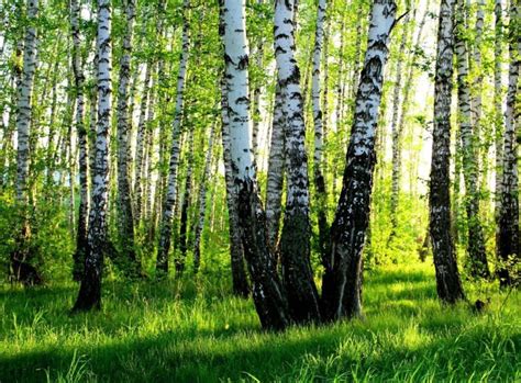 Лікувальні властивості берези, застосування березового соку, бруньок