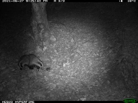 Tante persone nei boschi? Gli animali diventano notturni | Muse - Museo