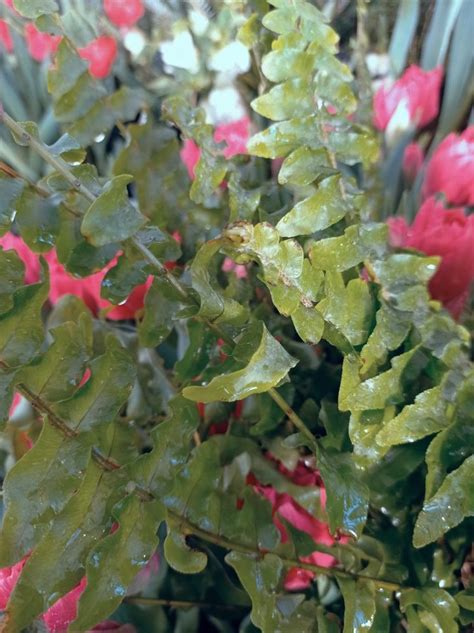 Зелень на фоне цветов | Цветы, Зелень, Весна