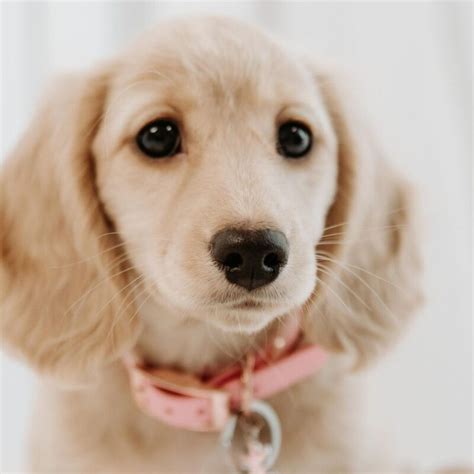 Blonde Long Haired Dachshund All Dachshund