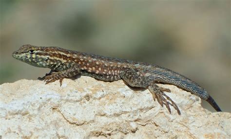 Common Side Blotched Lizard Rio Bosque Wetlands Biological Treasure Hunt · Inaturalist