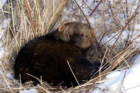 Fisher Photograph by Linda Freshwaters Arndt - Pixels