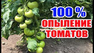 Как использовать препарат завязь для томатов? Ответов на вопрос: 26