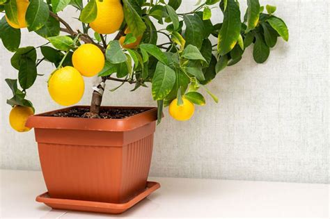 Indoor Grapefruit Tree - 6 Easy Steps To Grow It Indoor