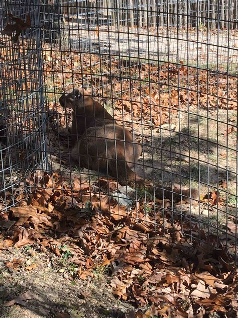 Two-Day Getaway in Springfield, MO - Day 2 - Idyllic Pursuit