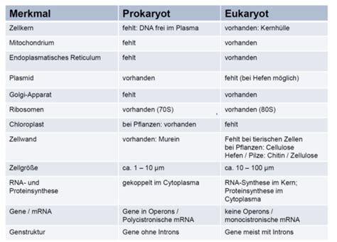 Aufbau Dna Rna Flashcards Quizlet