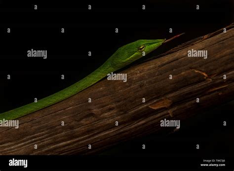 Green Vine Snake Stock Photo - Alamy