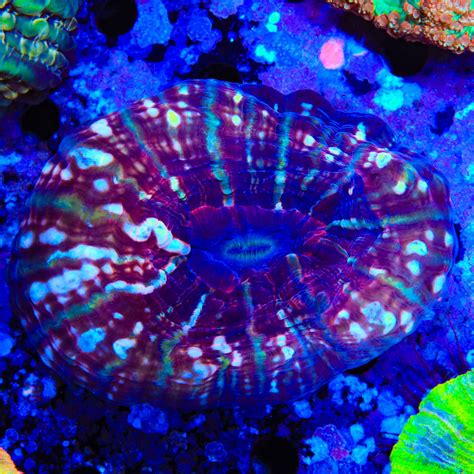 Strawberry Blasto Colony Coral Top Shelf Aquatics