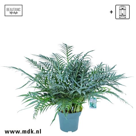 Aglaomorpha coronans 'Jim' — Plant Wholesale FlorAccess