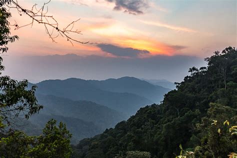 Nyungwe Forest National Park — All you need to know about wildlife-Flora