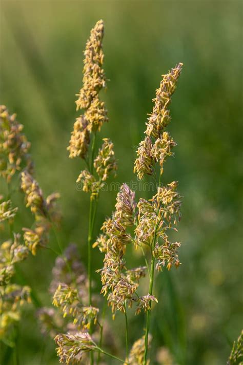 Plant Dactylis Against Green The Meadow Blooms Valuable Fodder