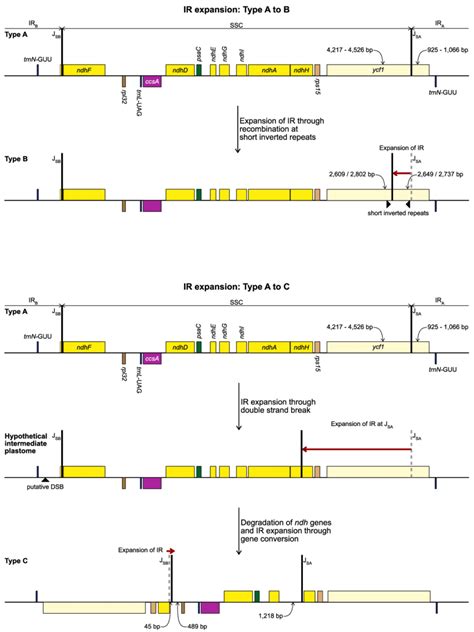 Development Of Type B Top And Type C Bottom Plastome From The