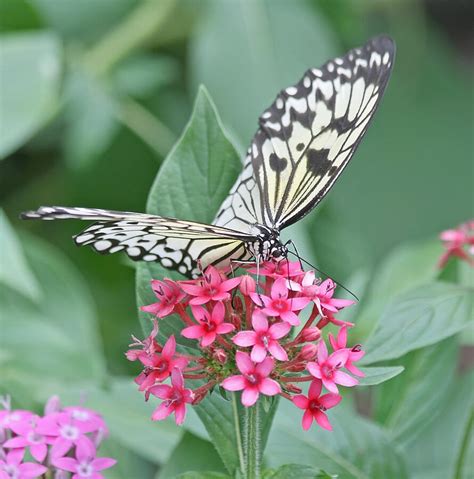 Paper Kite Butterfly 2 Photograph By Kim Hojnacki Fine Art America
