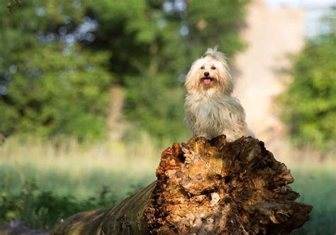 Havanese Pictures Az Animals