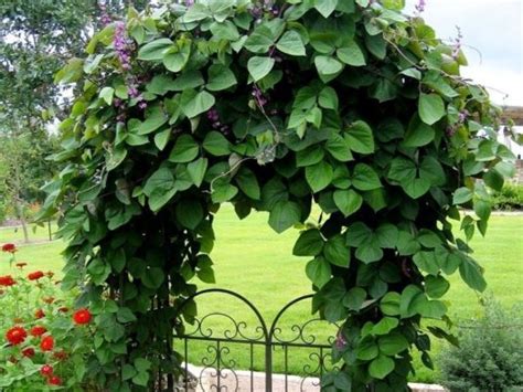 Клумбы из однолетников цветущие все лето со схемами, названиями и фото