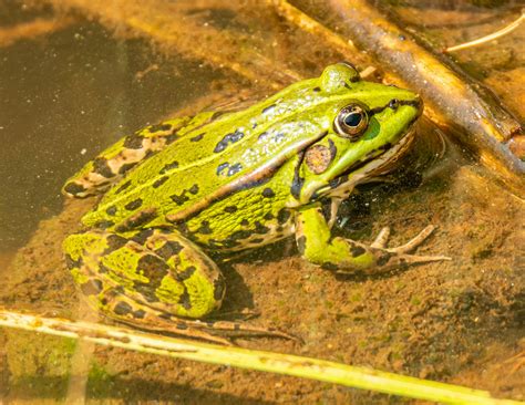 Photo Of A Frog · Free Stock Photo