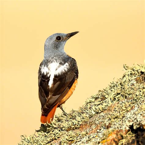 Monticole De Roche Rock Thrush ROUMANIE Muntii Macin Flickr