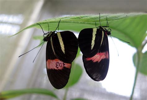 Anti Aphrodisiac Male Butterflies Mark Their Mates With Repulsive Smell During Sex To Turn Off