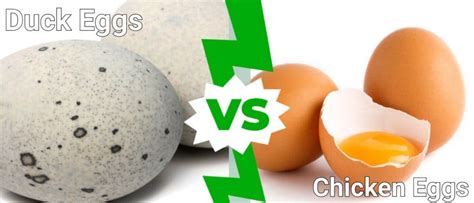 Duck Eggs vs Chicken Eggs: 5 Key Differences Explained - A-Z Animals