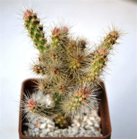Opuntia Spinosior — Cactus Shop