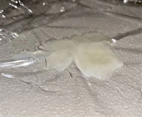 Precum And Cum Pics With Me Eating Both Nude Pics XHamster