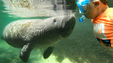 Are There Manatees In Weeki Wachee? All Answers - Ecurrencythailand.com