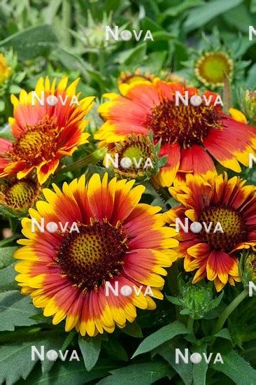 Gaillardia Arizona Sun