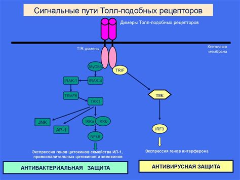 Система цитокинов. Классификация. Основные свойства. Механизмы действия ...