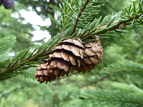 Picea Mariana Trees And Shrubs Online