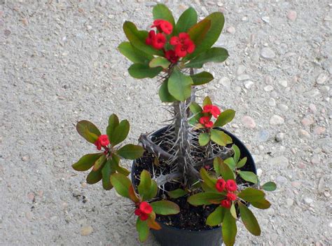 Молочай комнатный и садовый, виды - фото и названия