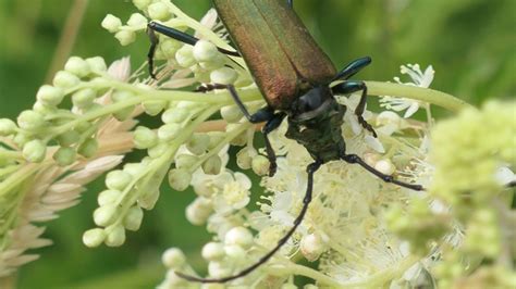Moschusbock - Fotos - Medienwerkstatt-Wissen © 2006-2024 Medienwerkstatt