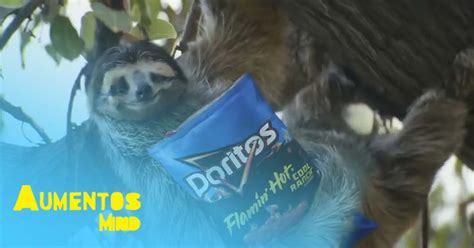 Doritos E Cheetos Flamin Hot Aumentos Mind Blog