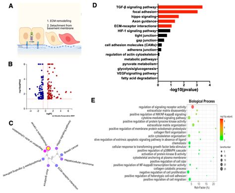 RNA-sequencing analysis of the mesenchymal state of the ovarian cancer ...