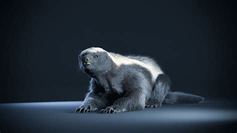 Top About Honey Badger Hd Wallpaper Update