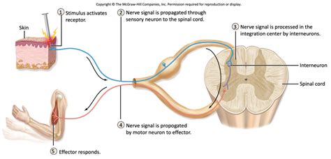 Lab 13 - Somatic Reflexes Diagram | Quizlet