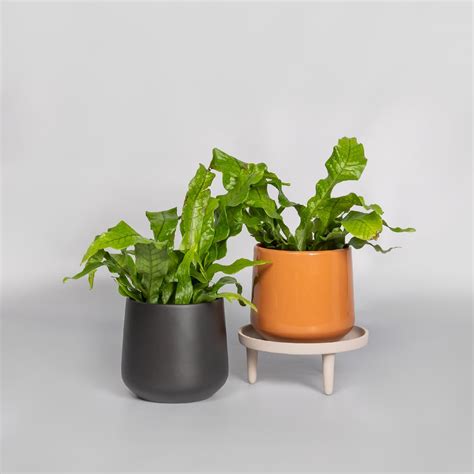 Микросорум мусифолиум «Крокодил» купить в Минске с доставкой | Cactus.by