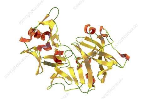 Pepsin Stomach Enzyme Molecule Illustration Stock Image F0357481