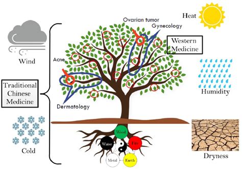 Tree Metaphor Of Western And Traditional Chinese Medicine Download