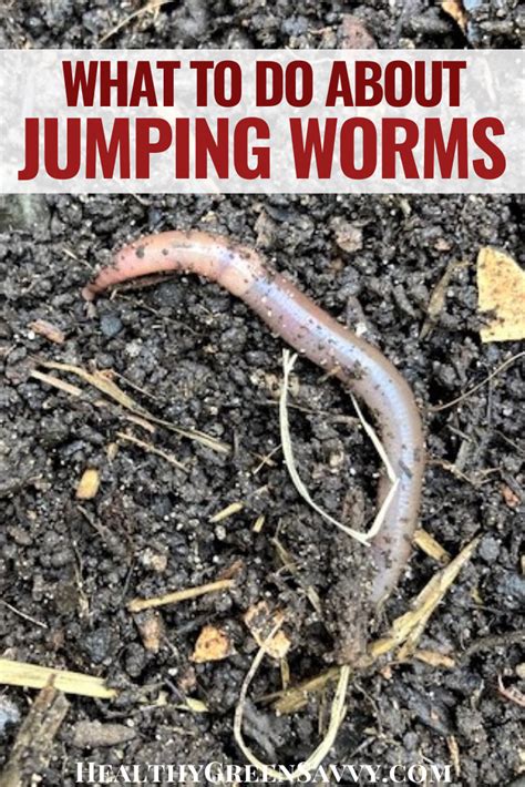 Asian Jumping Worms Vs Earthworms ~ What To Know About Worms In The Garden Earthworms