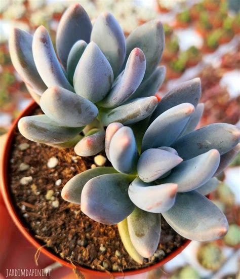Pachyphytum Ganzhou