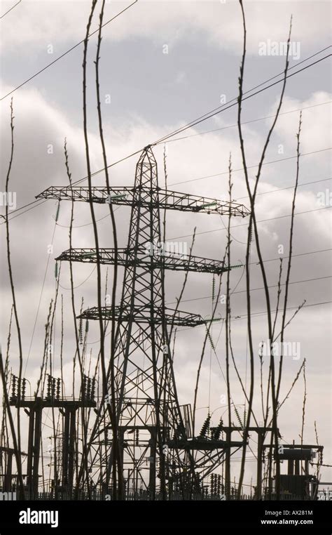 Willow Being Grown For Bio Fuel To Be Used In A Power Station Growing