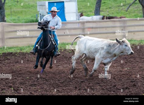 A Cowboy Demonstrates His Skill In Cutting Out Cattle At The Ebor