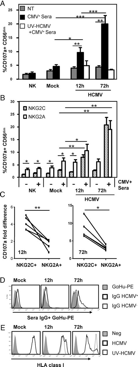 Figure From Cytomegalovirus Nk Cells Against Human Bright Antibody