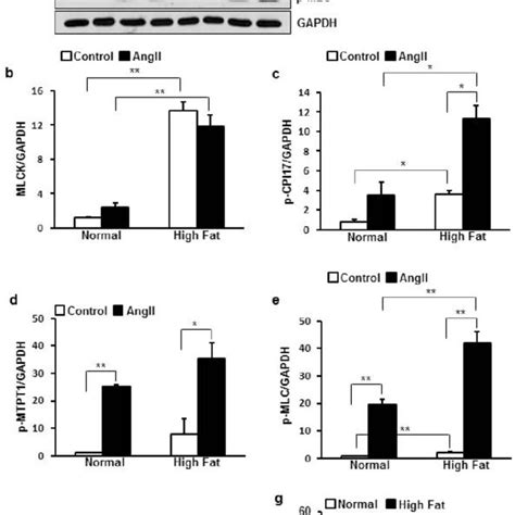 HFD Increased Basal Expression Of MLCK And Phosphorylation Of CPI 17