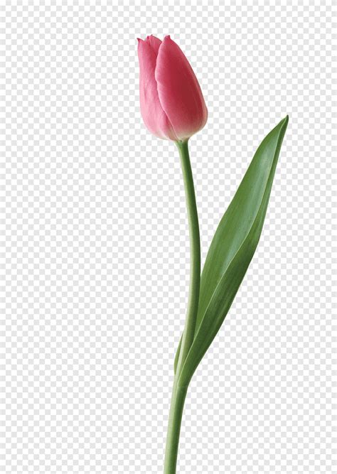 Tulip N Rojo Flor Png Pngegg